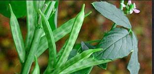 KANAYA Cluster Beans ,Guar Phali, Seed