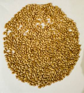 Sant Seeds LLP WHEAT SEEDS DBW 327(KARAN SHIVANI) FOR SOWING FARMING & AGRICULTURE KHETI Seed