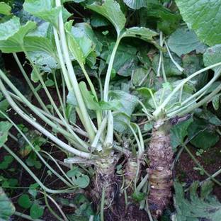 CYBEXIS Horseradish Seed