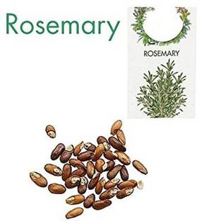 CYBEXIS Rosemary Seed