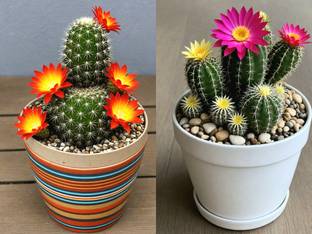 Earth Hopper 100+ SEEDS- Air Purifier Cactus Flower Seeds For Planting- Indoor & Outdoor Seed