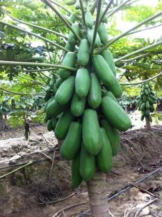 ibains Red lady 786 papaya seed taiwan Seed