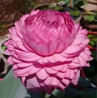 DIVINE ®EF- Mixed Color and Hybrid Flower Seeds -0A51 Seed