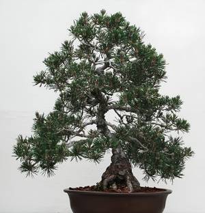 NooElec Seeds India 35 Seeds- Indoor/Outdoor Growing Dwarf Japanese Black Pine Tree Seed