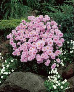 CYBEXIS Aster Novi-belgii Fellowship - Michaelmas Daisy Seed