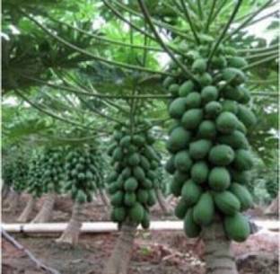 TANMAY FUN ZONE PAPAYA Seed