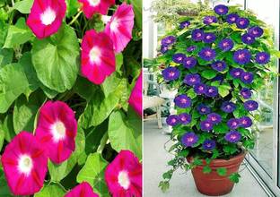 Airex Ipomea Scarlet O'Hara and Morning Glory Seeds (Pack Of 15 Seed * 2 Per Packet) Seed