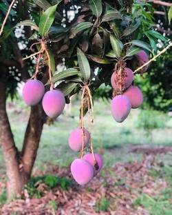 ibains Miyazaki mango seeds Seed