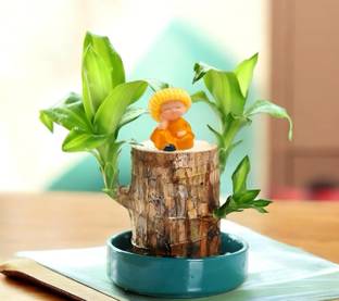 GreenyShell Brazilian Wood Plant Imported Original Brazilian Lucky Wood plants live Seed Seed