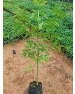 LYRS Neem Melia Dubia Tree Seed Seed