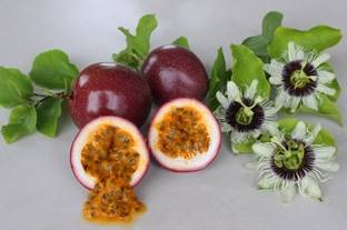 M-Tech Gardens Rare Hybrid Passionfruit " Panama Red Pandora " Exotic 20 Seed