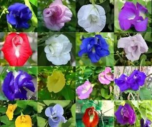 SREE aparajita, Butterfly Pea Seeds, Clitoria Ternatea Seed Seed