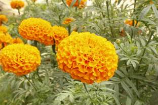 rmd marigold/gende ka phool flower seeds Seed