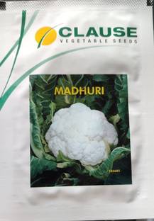clause Cauliflower, Madhuri - 10 gm Seed