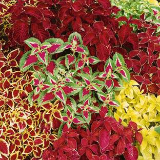 MYAT Coleus Blumei Rainbow Mix Seed