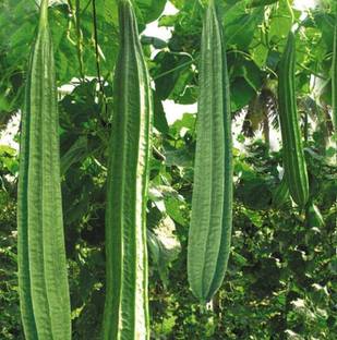 Jignishaseeds Green Ridge Gourd, Turiya, Turai Vegetable Home And Kitchen Gardening Seed