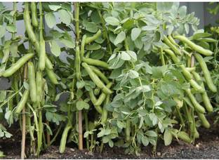 WANCY Broad Beans/Bakla Vegetable बाकला फली Seed