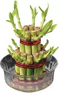 MAA Bamboo, Lucky bamboo Seed