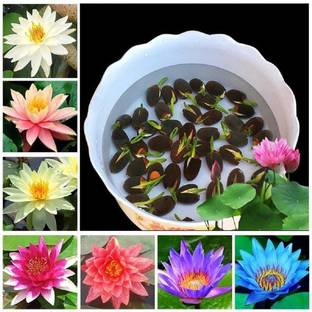 raju hoisey LOTUS Seed
