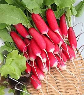 Qualtivate XXX-7A French Radish 18 Days Early Red Seed