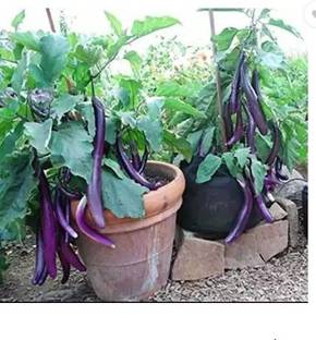 KALAGIA brinjal, bangan Seed