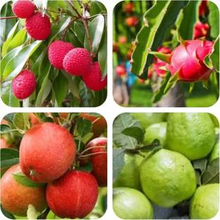 Crapulous Combo Pack Of -Litchi-Apple-Dragon Fruit-Guava Seed Seed