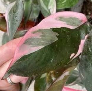 RRNURSERY Rare Philodendron Erubescens Seeds Seed