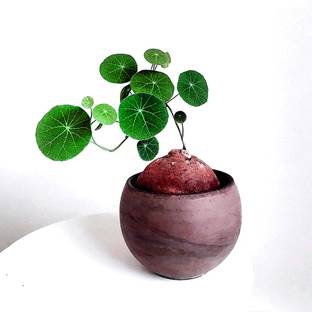FOBHIYA Stephania Erecta Indoor Air Purifying Plant, Lucky Money Plant, Coin Plant Seed