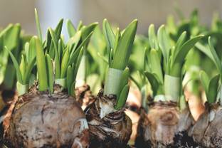 BJUBAS Tuberose flower seeds pack of 7 Seed
