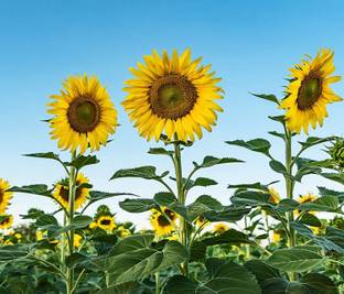 CRGO SUNFLOWER , SURAJMUKHI Seed