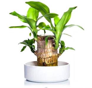 FOBHIYA Original Brazilian Wood Indoor Plant Stem for Home Office Decoration Seed