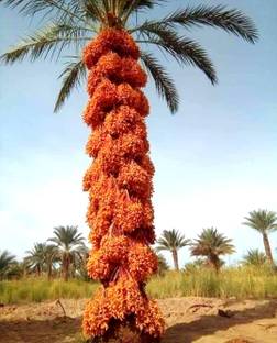 Aywal Date palm/khajur Seed