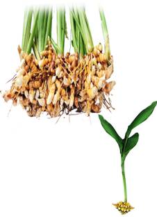 MILON ENTERPRISE Turmeric, Lakadong, Meghalaya, Haldee, Haldi ,Meghalaya Seed