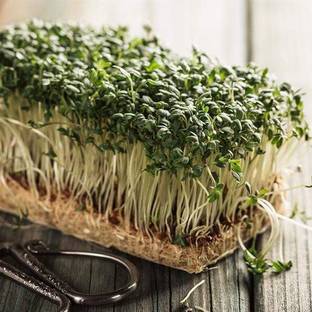 CYBEXIS Set of 5 Best Microgreen Seeds Seed