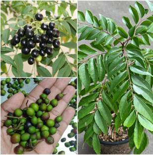 wequality kari patta seeds Seed