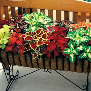 MYAT Flower - Coleus Wizard Mix Seed