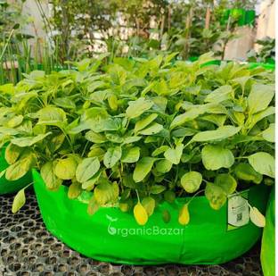 ZENISO Chaulai Green Amaranth (Hari bhaji) Seeds Seed