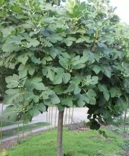 Chalisa Fig, Anjeer Seed