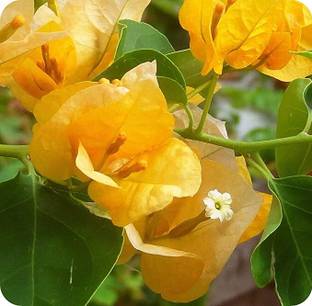 Kapebonavista Bougainvillea Yellow Seed