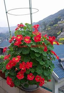 CYBEXIS Nasturtium Container Flower Seeds Hanging Flower Seed
