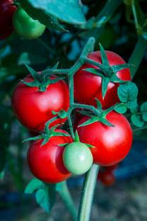 VKT tomato Seed