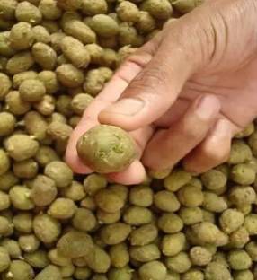 wequality Hybrid potato seeds for plant at home Seed