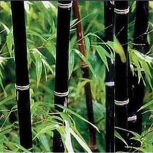 Seedsqlty Bamboo tree plant seeds, high germination (10 seeds) Seed
