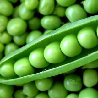 MAA Pea, Green Peas, Matar Seed