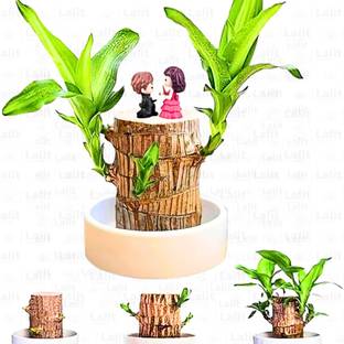 Lixay Brazilian Lucky Wood – Plant Seed