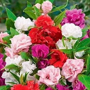 XOVO Exotic Balsam Mix Flower Seed