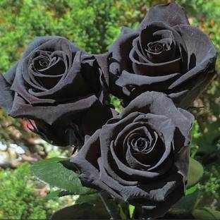 CYBEXIS NBIR-25 - Black Rare Rose - (900 Seeds) Seed