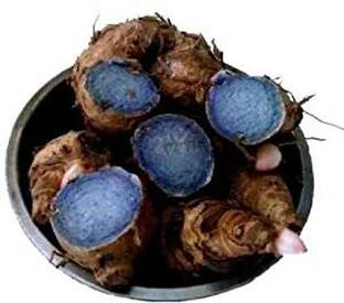 STOKIYA Choicepick Completely Fresh Original Kali Haldi Black Turmeric, 5 Pieces Seed