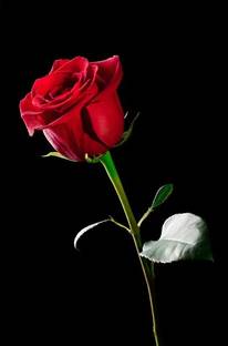 Mozette Red Rose Seed