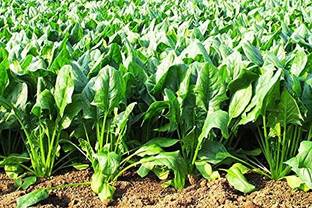 Aywal Spinach Seed